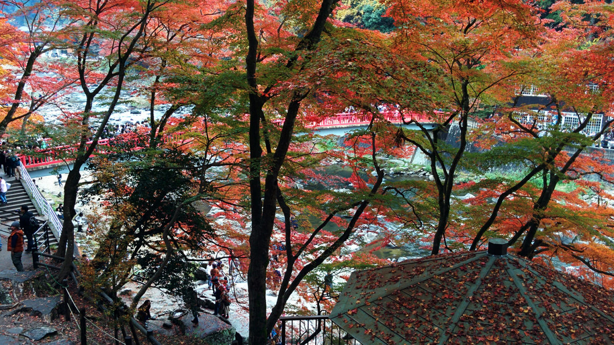 korankei fall leaves